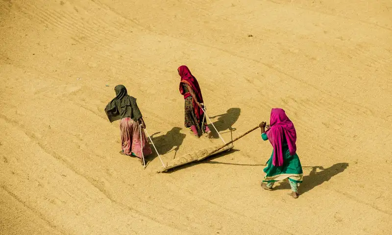 Women with headscarves leveling grains in a field under bright sunlight, Dhaka, Bangladesh.